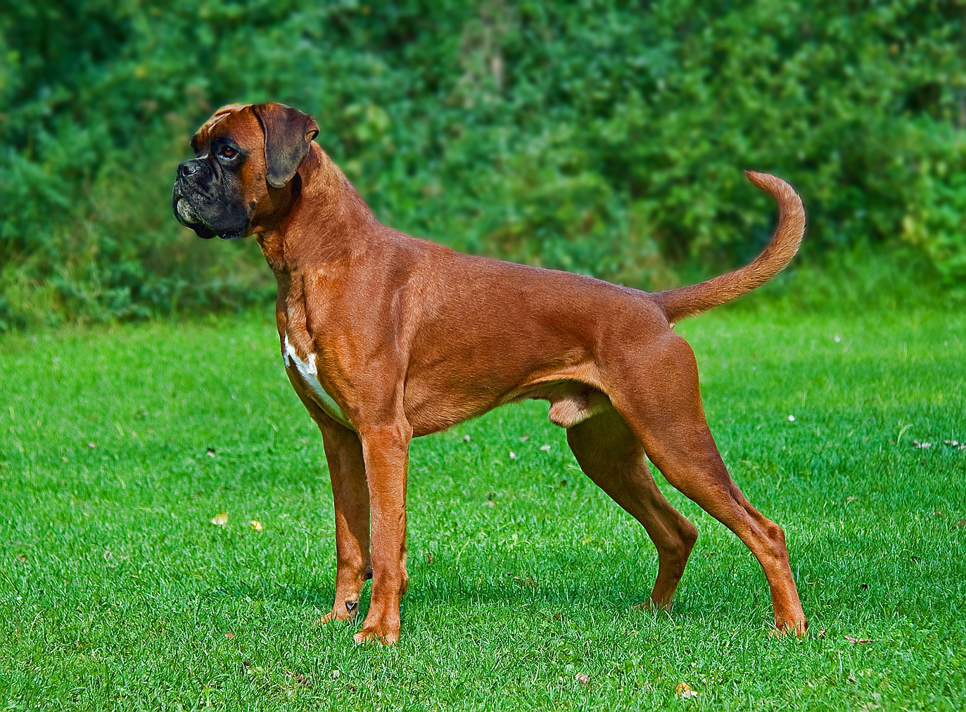 Brown Boxer Male In Lawn