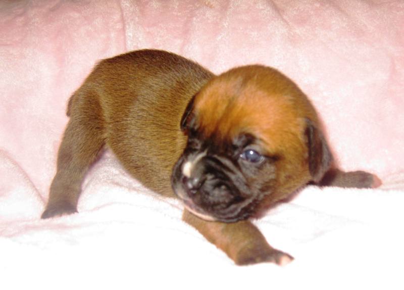 Brown Boxer Puppy Picture