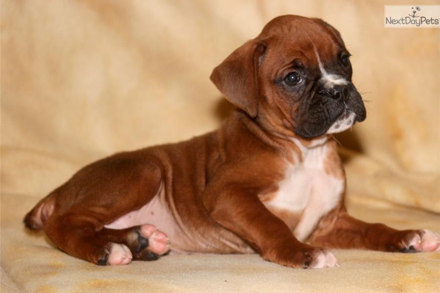 Brown Boxer Puppy