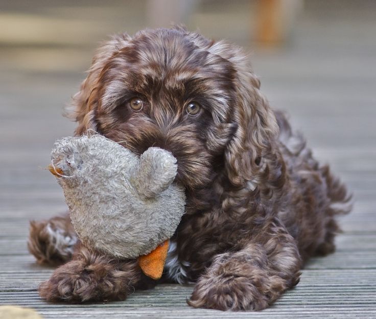 Brown Cockapoo Dog Playing With Toy Picture