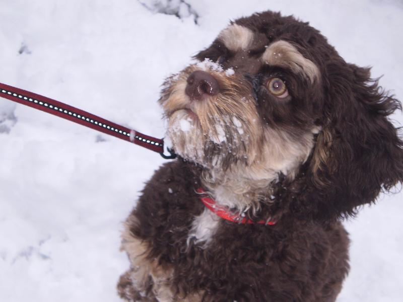 Brown Cockapoo Playing In Snow Picture