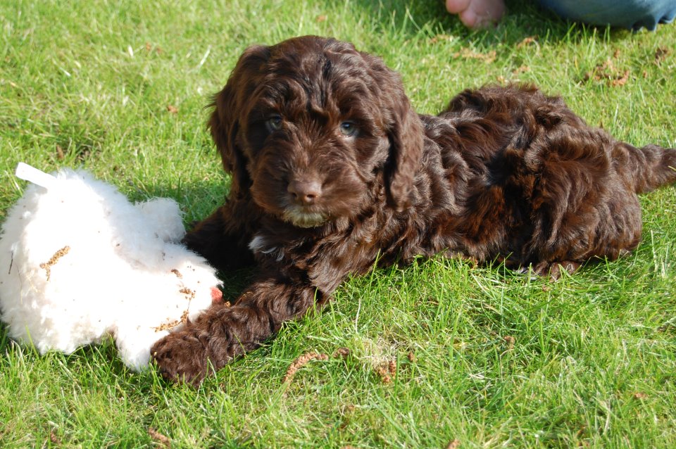 Brown Cockapoo Playing Picture