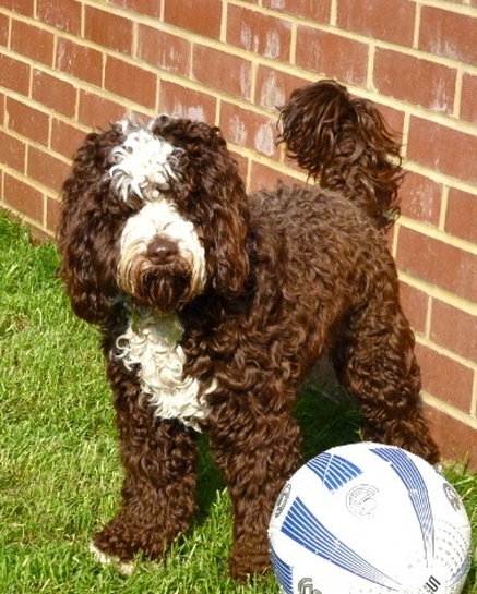 Brown Cockapoo Playing With Football