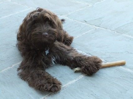 Brown Cockapoo Sitting Picture