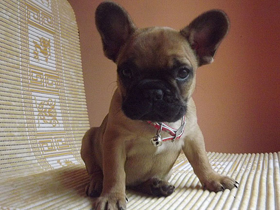 Brown French French Bulldog Puppies