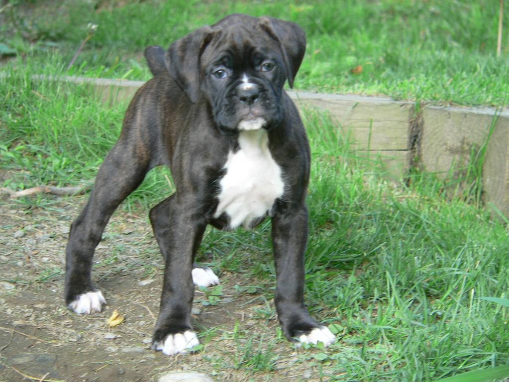 Brownish Black Boxer Puppy
