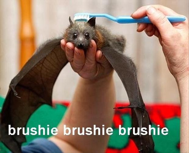 Brushie Funny Bat Image