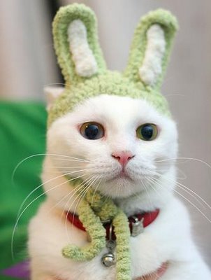 Bunny Ears Cat Funny Image