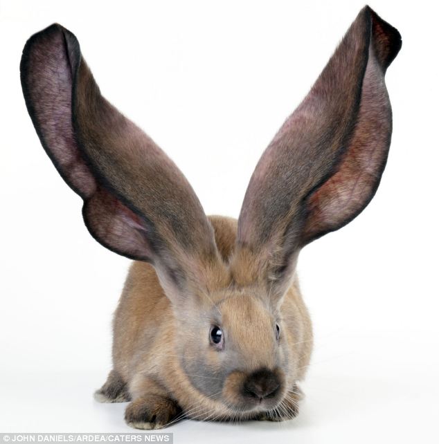 Bunny With Giant Ears Funny Picture