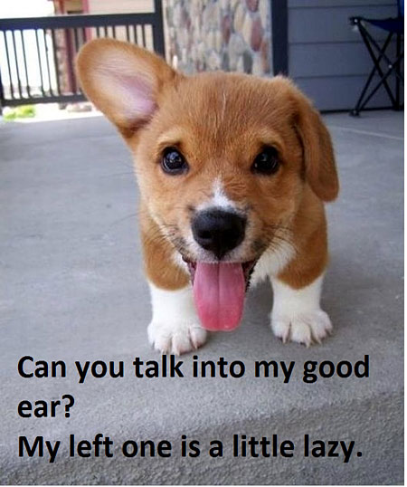 Can You Talk Into My Good Ear My Left One Is A Little Lazy Funny Puppy Image