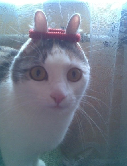 Cat With Bunny Ears Funny Picture