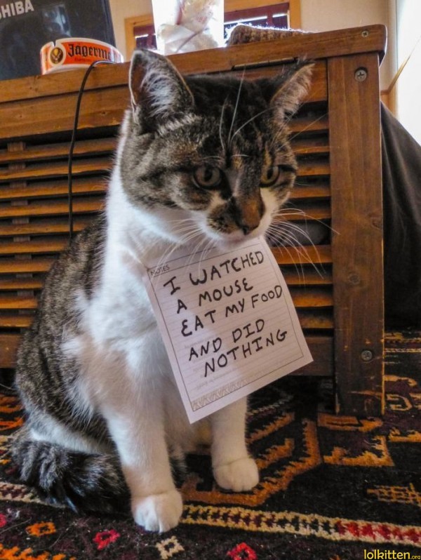 Cat With Note Funny Hungry Picture