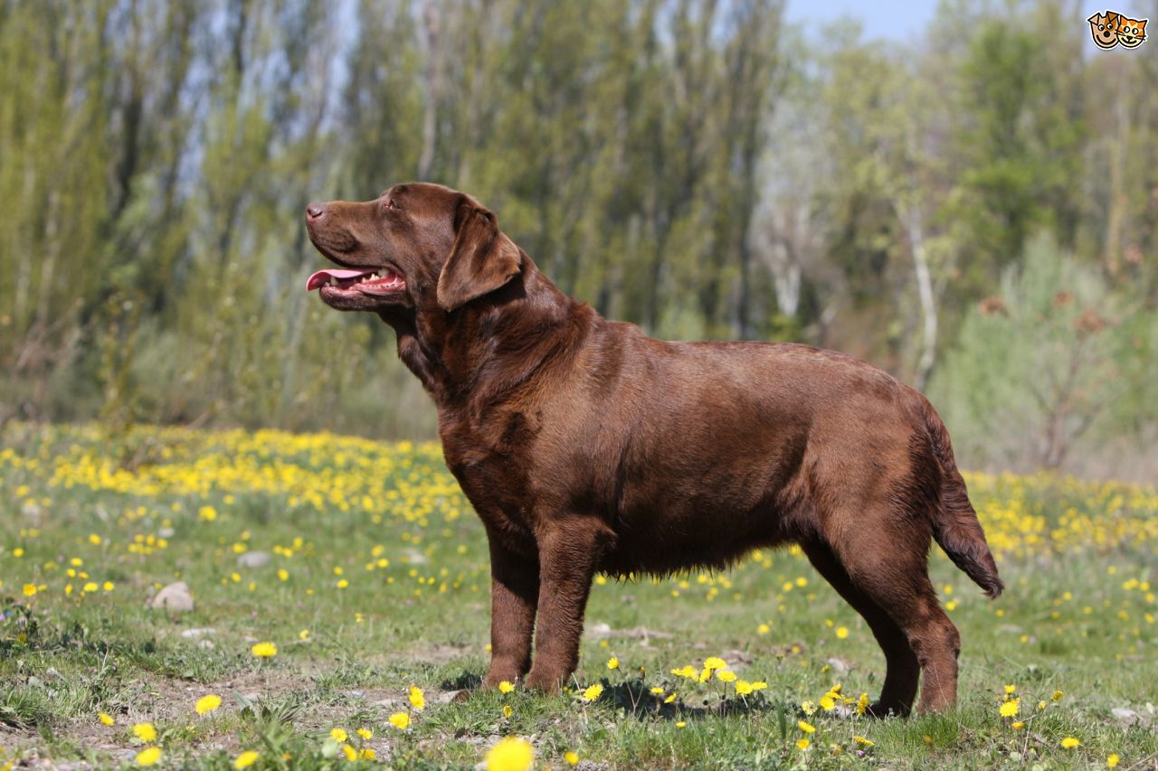 Chocolate Brown Labrador Retriever Dog Picture