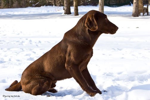 Chocolate Brown Male Labrador Retriever Dog In Snow Picture