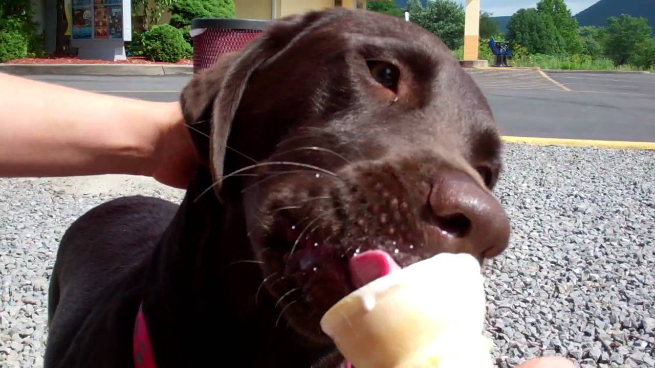 Chocolate Labrador Retriever Dog Eating Vanilla Icecream