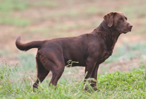 Chocolate Labrador Retriever Dog Image