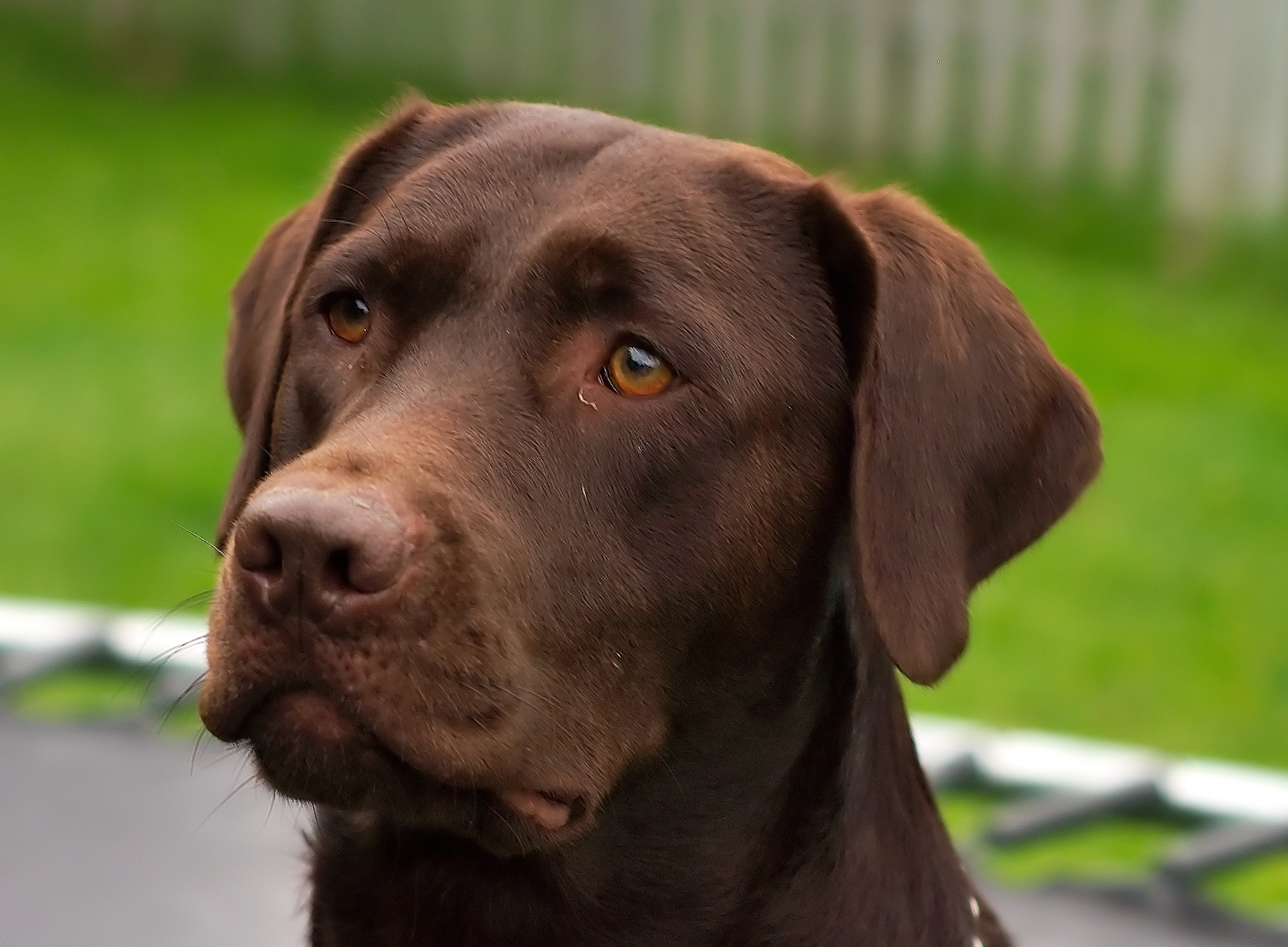 Chocolate Labrador Retriever Dog Picture