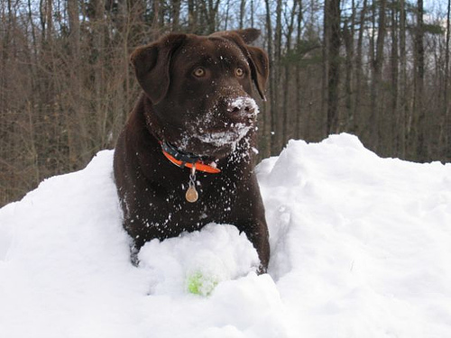 Chocolate Labrador Retriever Dog Playing In Snow