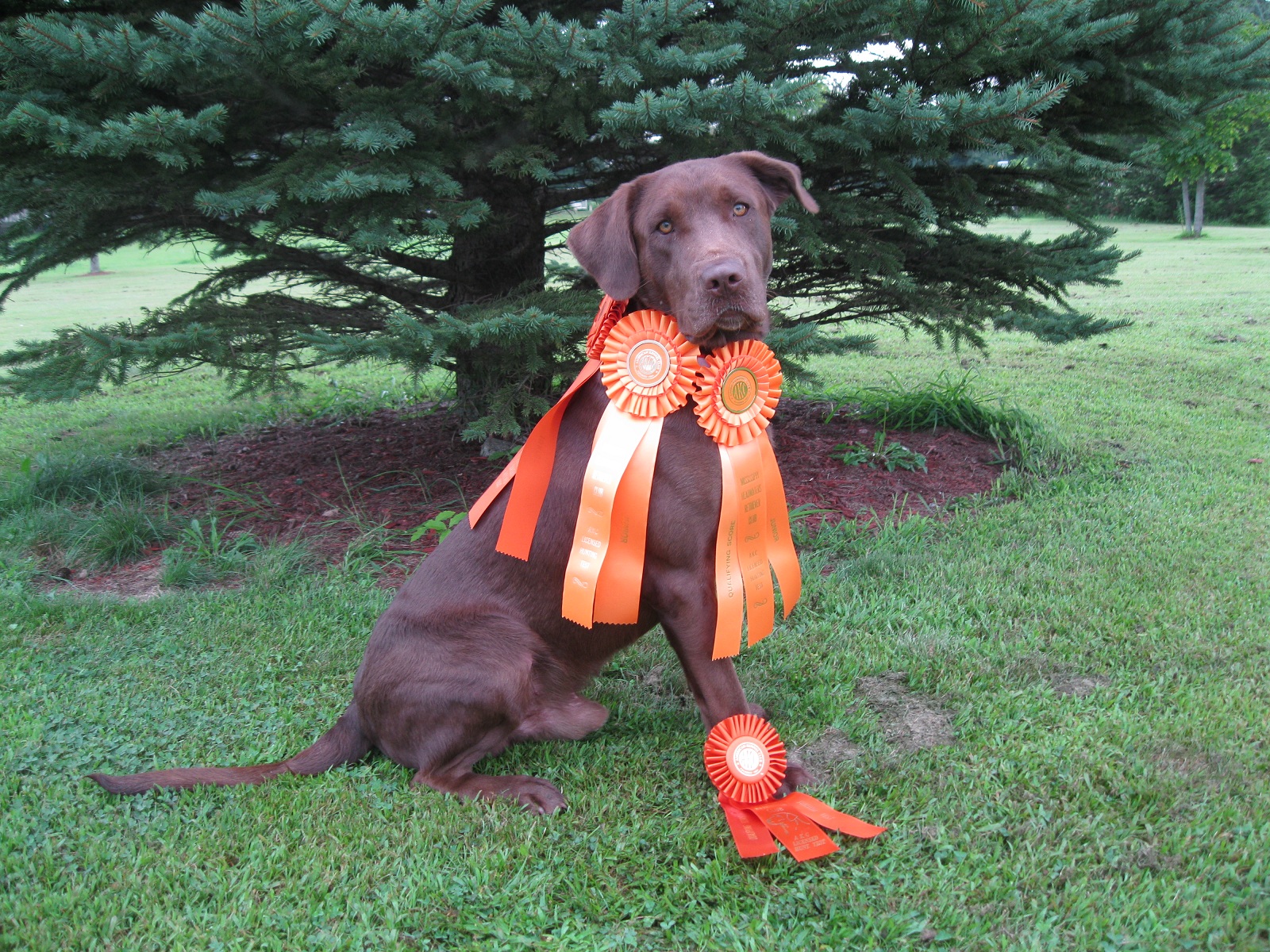 Chocolate Labrador Retriever Dog With Award Ribbons
