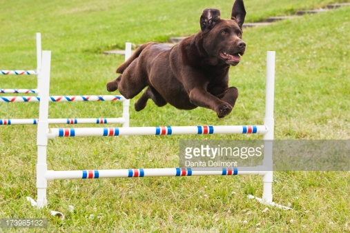 Chocolate Labrador Retriever Jumping Picture