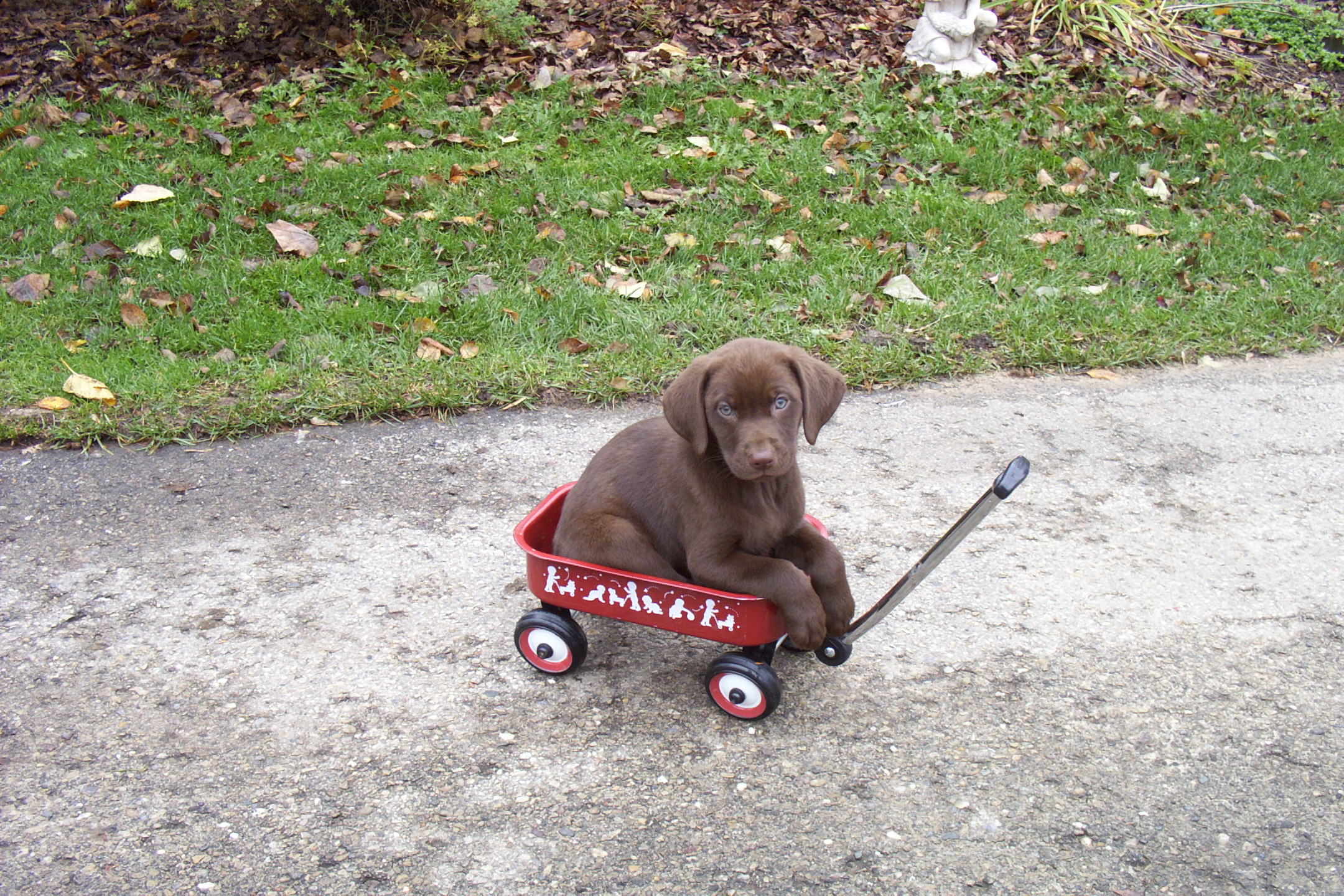 Chocolate Labrador Retriever Puppy In Small Cart