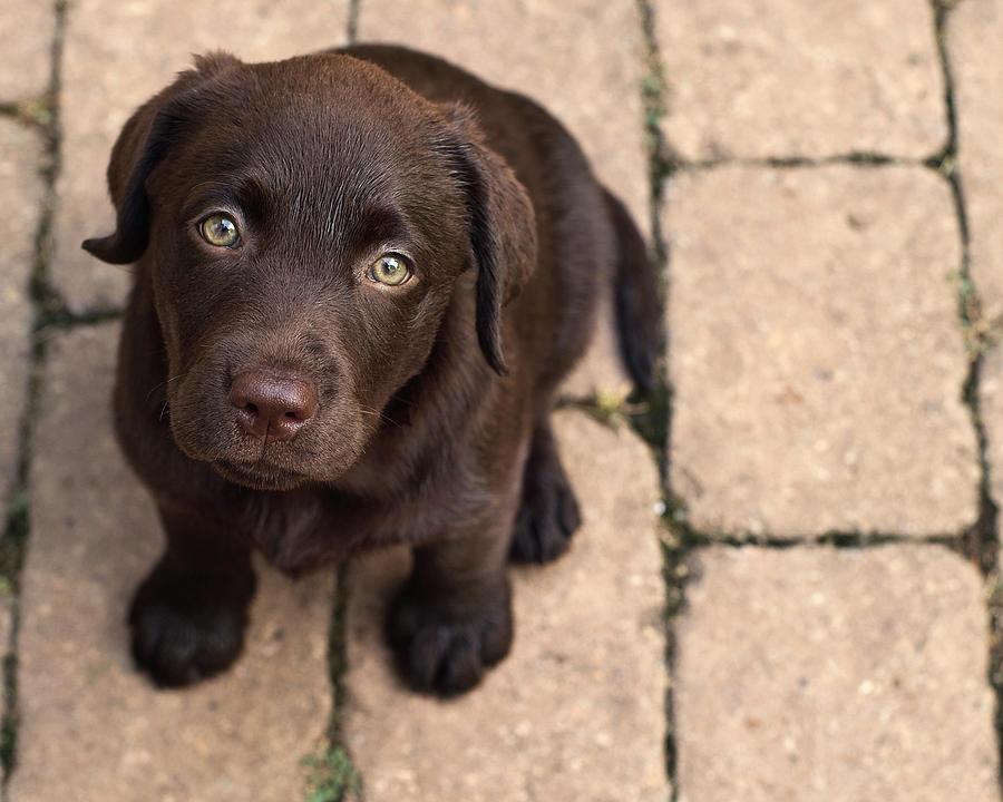 Chocolate Labrador Retriever Puppy Picture