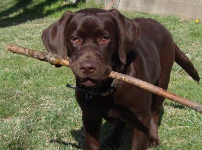 Chocolate Labrador Retriever Puppy With Stick