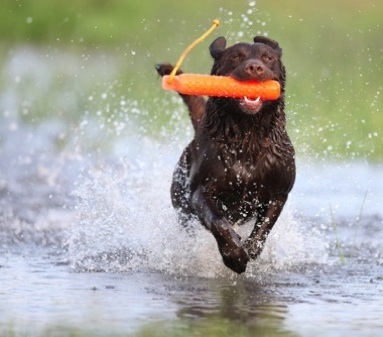 Chocolate Labrador Retriever Running In Water