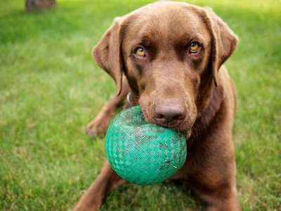 Chocolate Labrador Retriever With Green Ball In Mouth