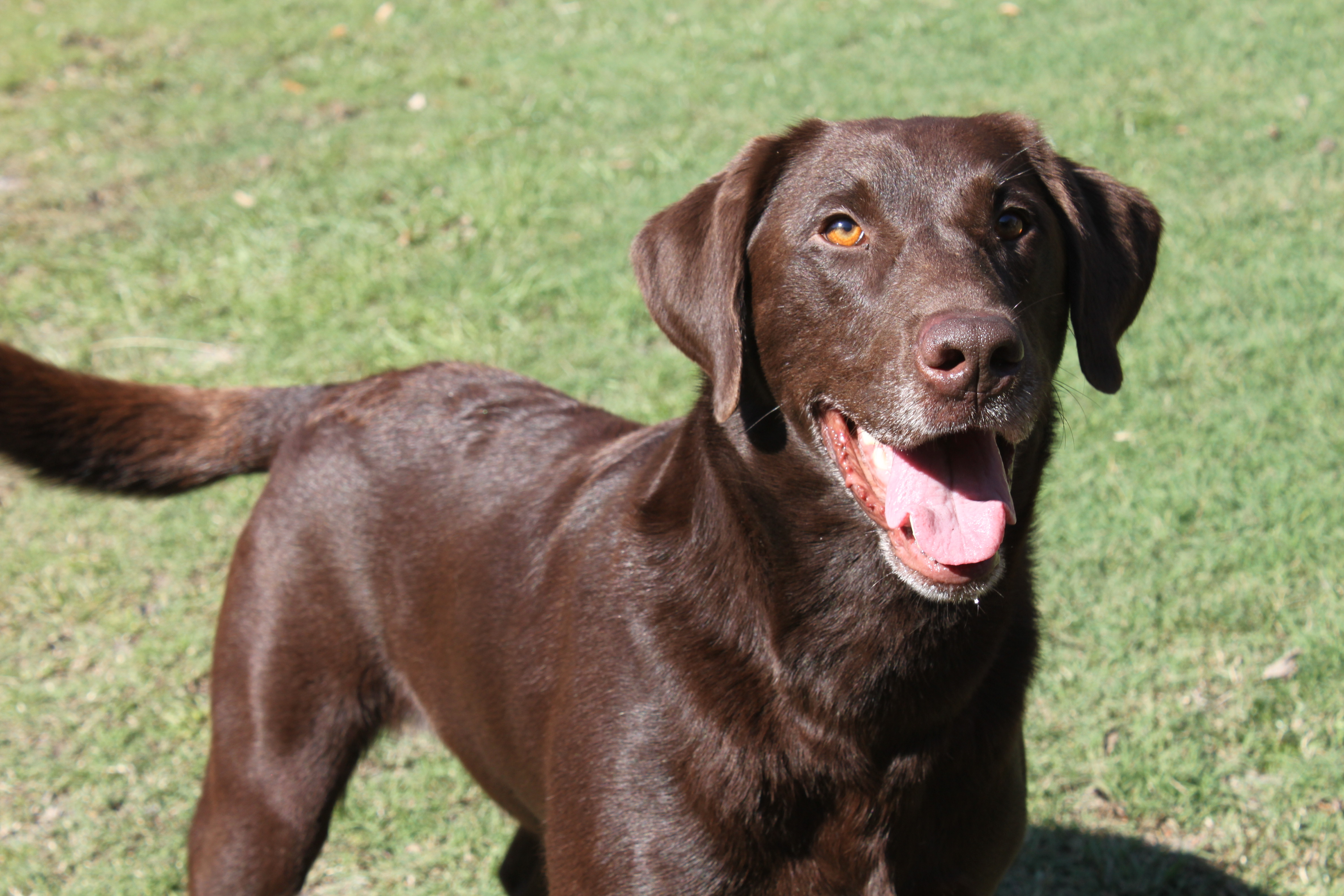 25 Wonderful Chocolate Labrador Retriever Dog Pictures And Images - Chocolate LabraDor Retriever