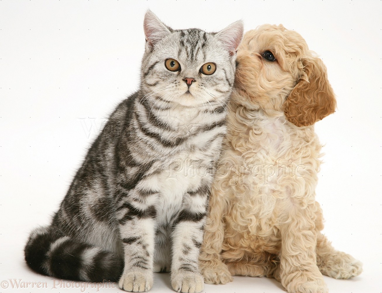 Cockapoo Dog With Cat Picture