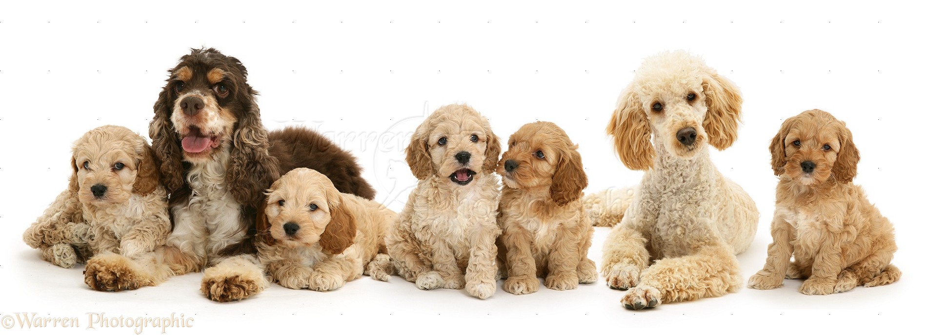Cockapoo Dogs Family Picture