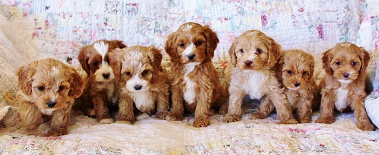 Cockapoo Puppies Picture