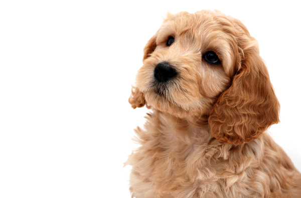 23 Cute Cockapoo Pictures And Images