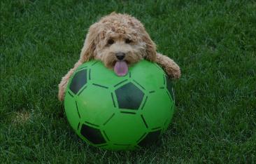 Cockapoo Puppy Playing With Football