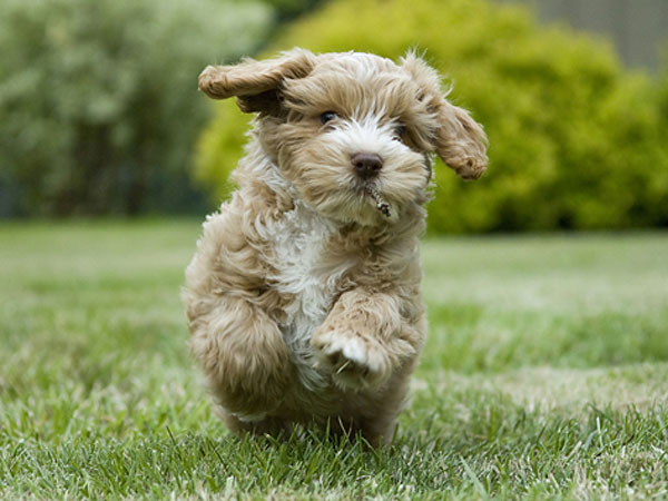 Cockapoo Puppy Running Picture