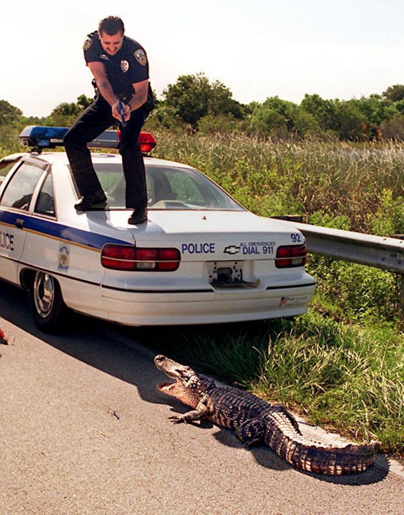 Cop On Car Shooting Crocodile Funny Picture