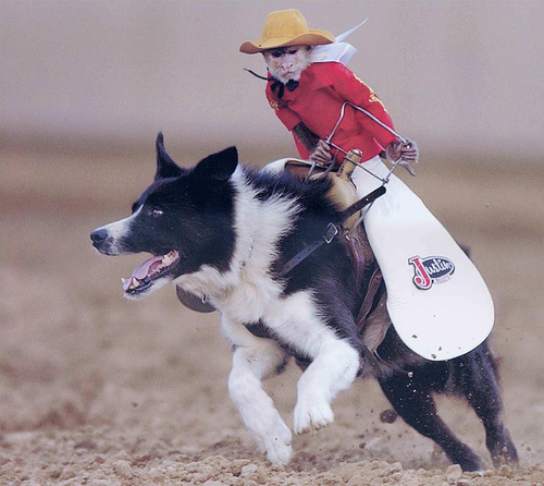 Cowboy Monkey Funny Picture