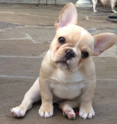 31 Wonderful French Bull Dog Pictures And Images