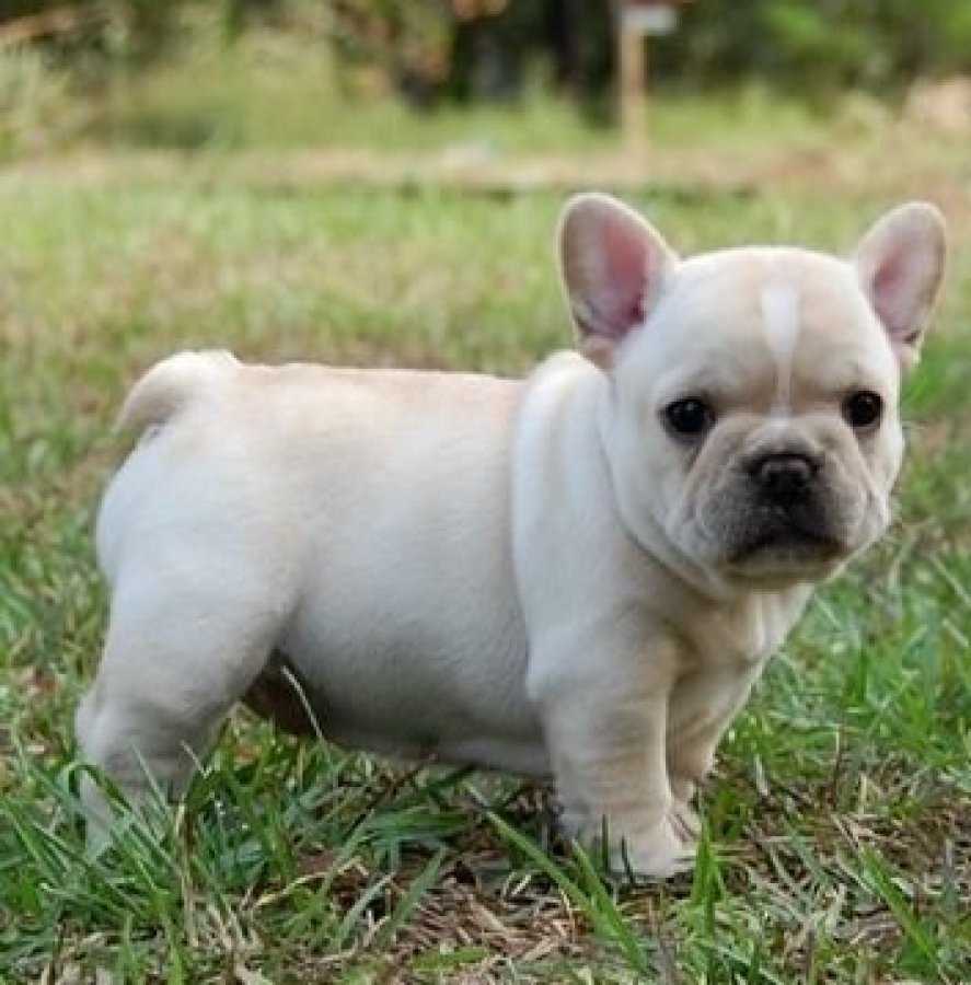 34 Adorable White French Bulldog Pictures And Photos
