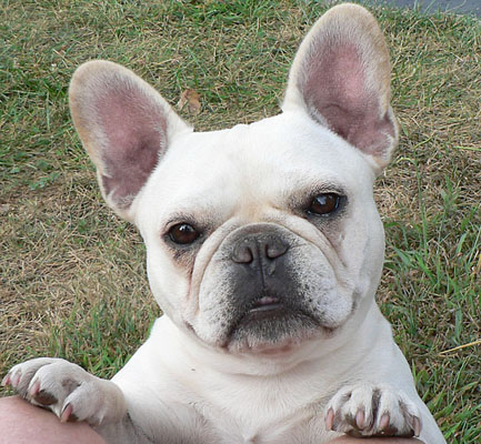 34 Adorable White French Bulldog Pictures And Photos
