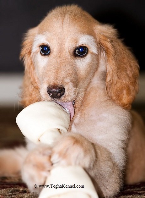 Cute Afghan Hound Puppy Playing With Toy Photo
