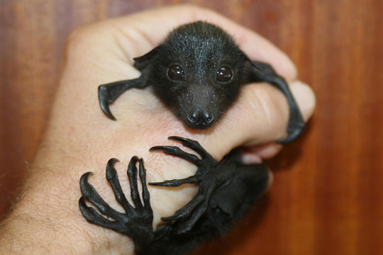 Cute Baby Bat In Hand Funny Picture