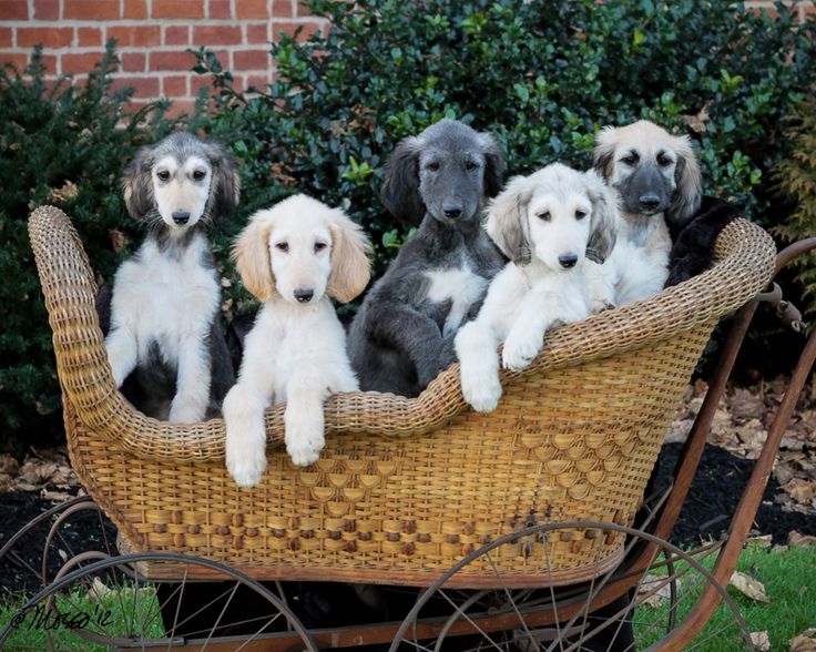 Cute Black And White Afghan Hound Puppies Sitting In Basket