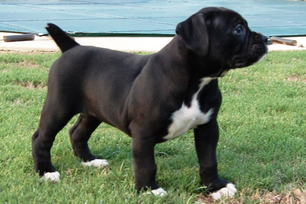 Cute Black And White Boxer Puppy