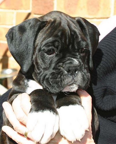 Cute Black Boxer Puppy Image