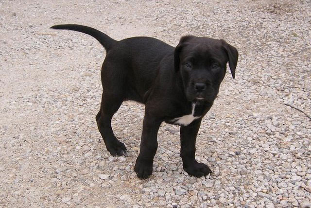 Cute Black Boxer Puppy Picture