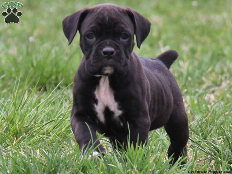 Cute Black Boxer Puppy Running In Grass
