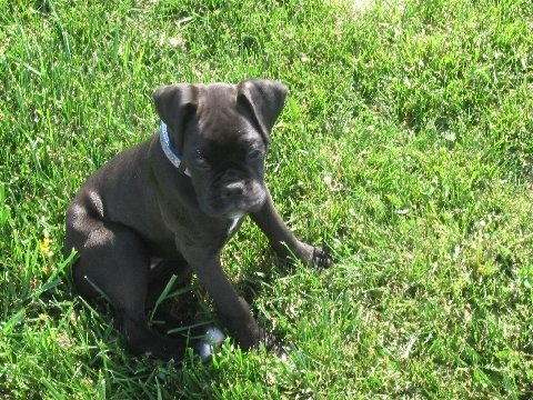 Cute Black Boxer Puppy Sitting On Grass