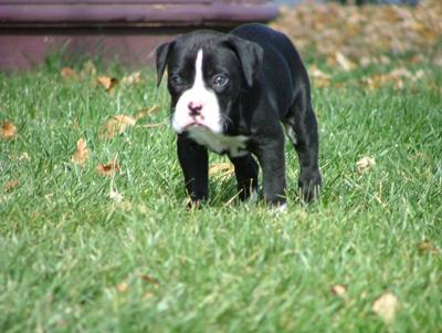 Cute Black Boxer Puppy With White Spot On Face